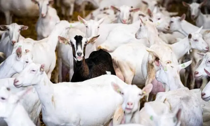 Risk Factors of Keratoconjunctivitis in Goats