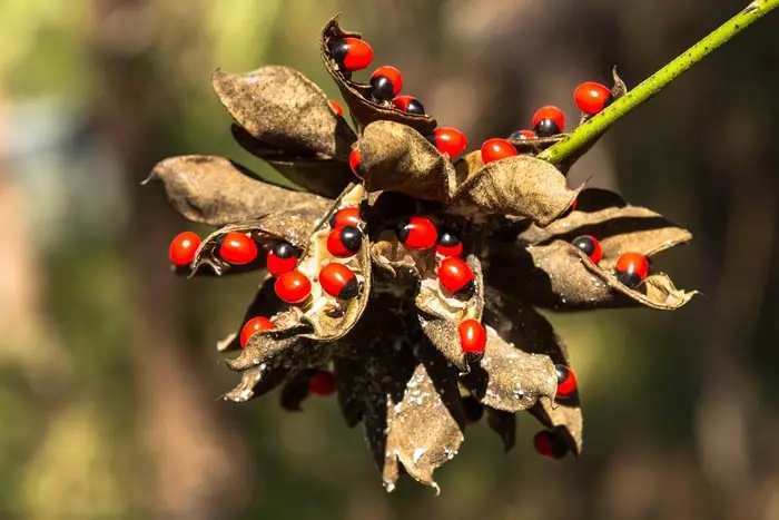 Rosary Beans