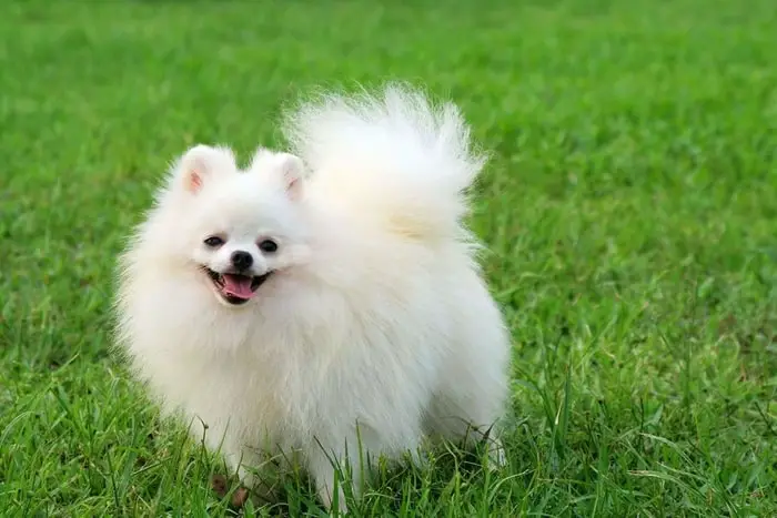 Special Features of Pomeranian