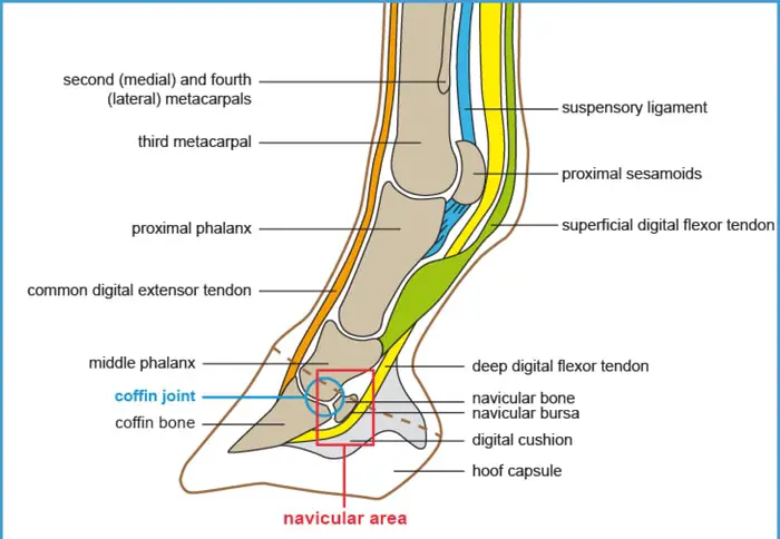 Structure of Horse Hoof