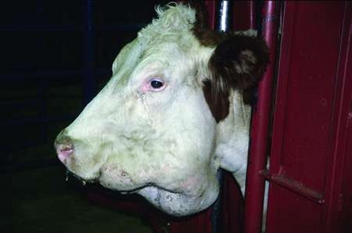 Subcutaneous abscess in Cattle