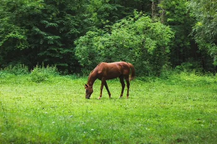 Toxic Plants for Horses