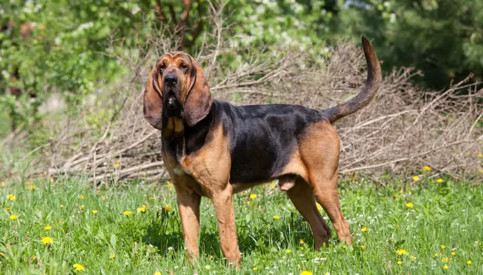 Uses of Bloodhound dog