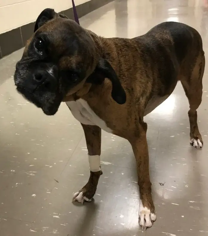 Vestibular Disease in Dogs