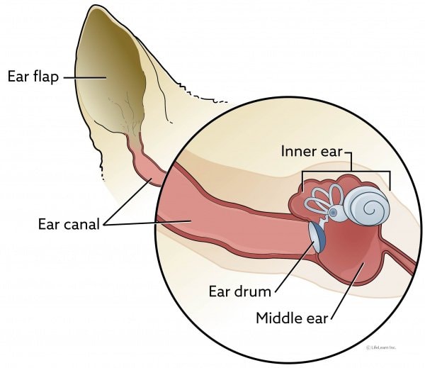 Vestibular System of Dog