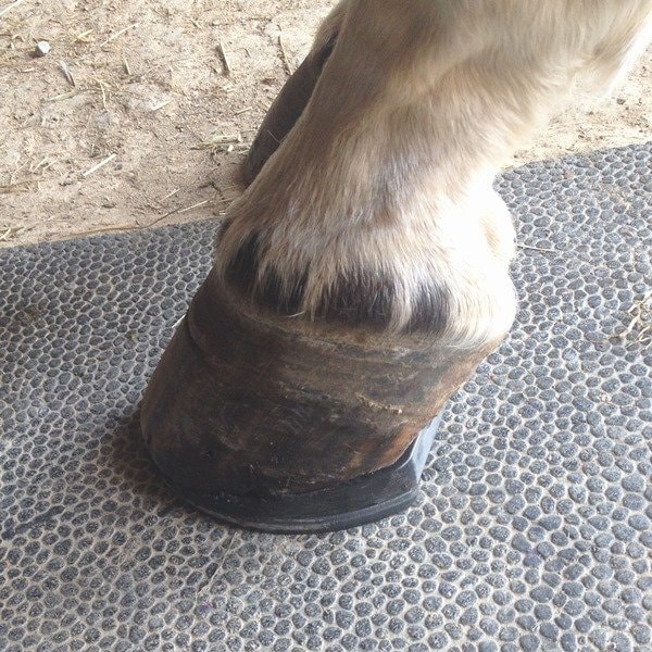 Wedge Heel Horseshoe