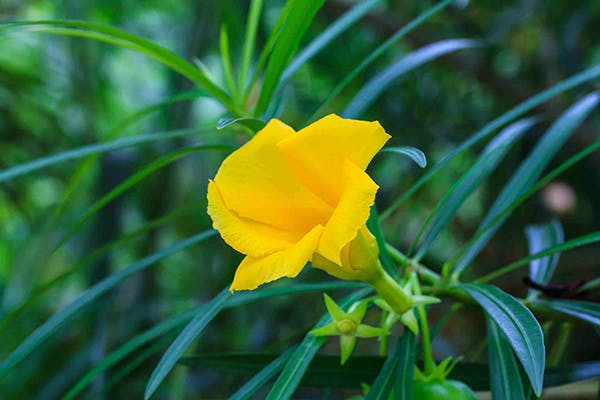 yellow oleander poisoning
