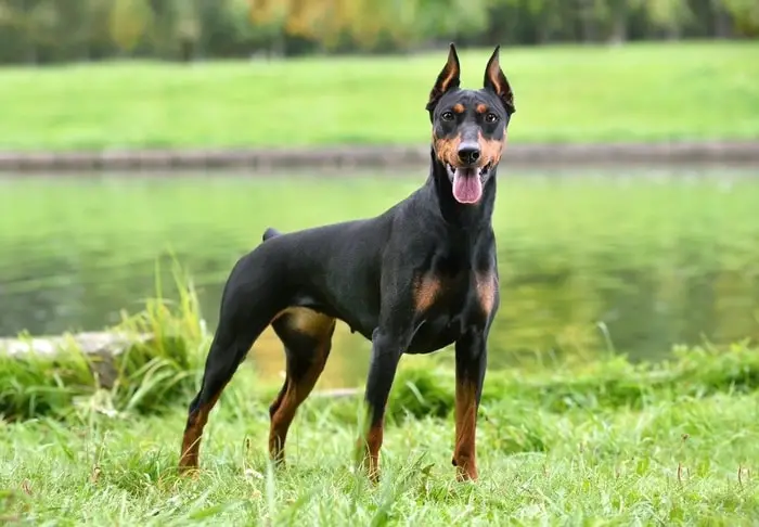 Activity level of German Pinscher Dog