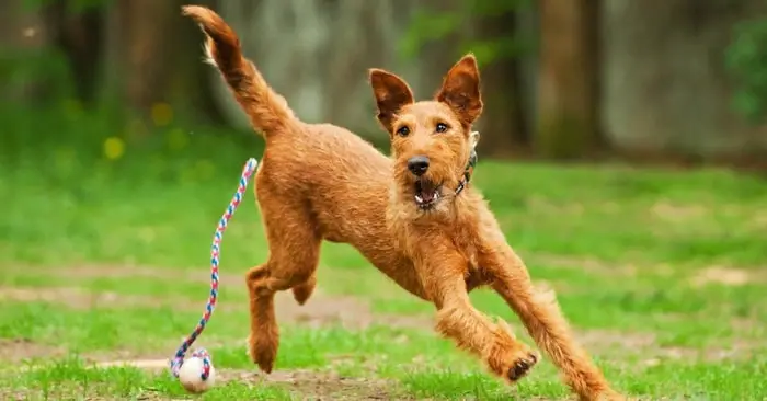 Activity of Terrier of Ireland