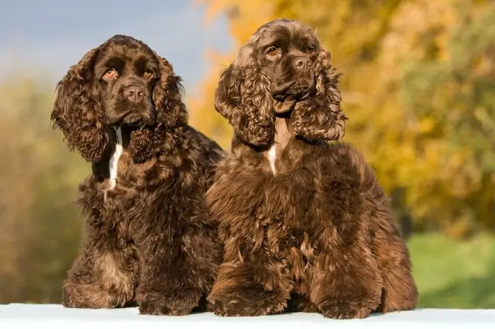 American Cocker Spaniel