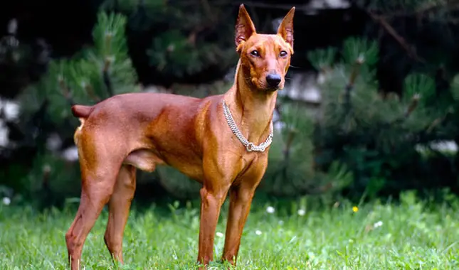 Beautiful German Pinscher