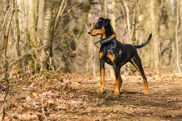 Care of German Pinscher Dog