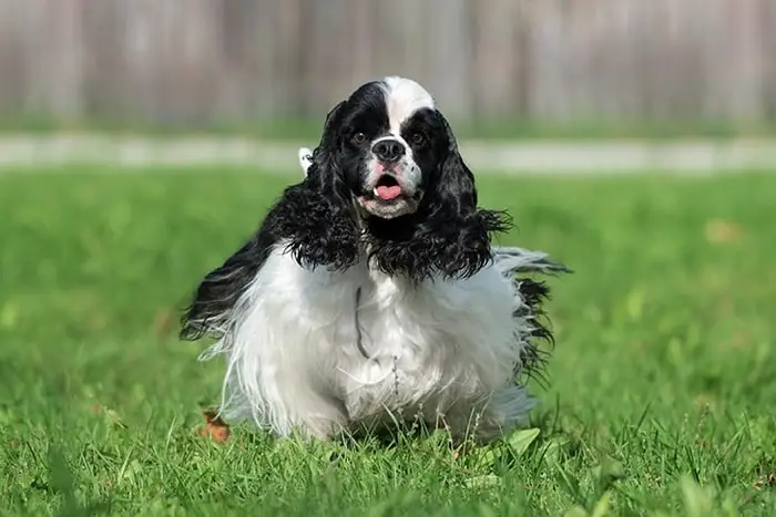 Color of American Cocker Spaniel