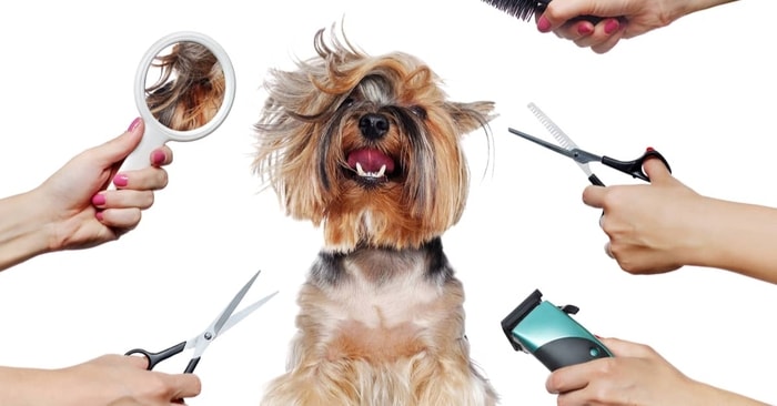 Common Dog Grooming Tools