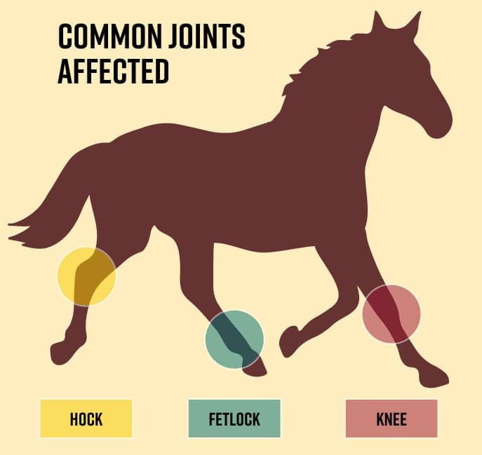 Common Joints Affected by Arthritis in Horses