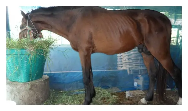 Epidemiology of Trypanosomiasis in Horses
