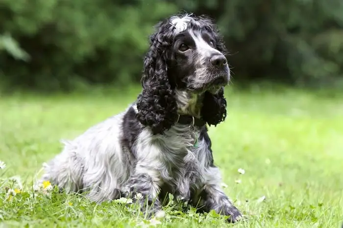 Features of American Spaniel