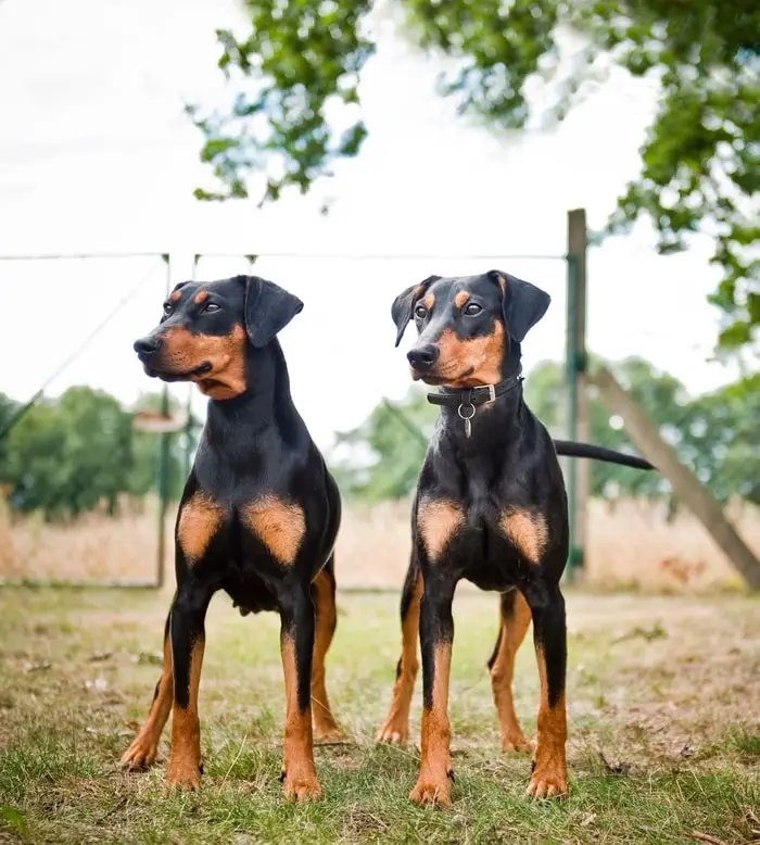 German Pinscher Dog