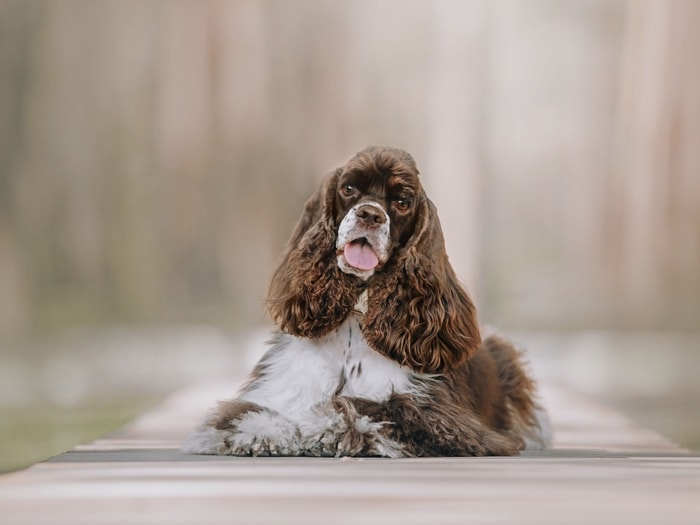 Health of Cocker Spaniel