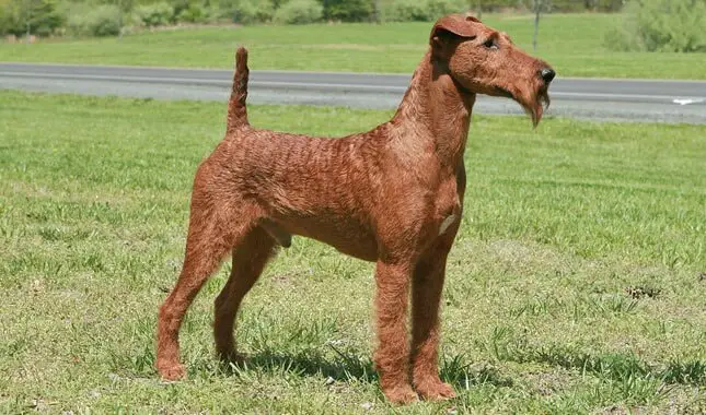 Height and Weight of Irish Terrier