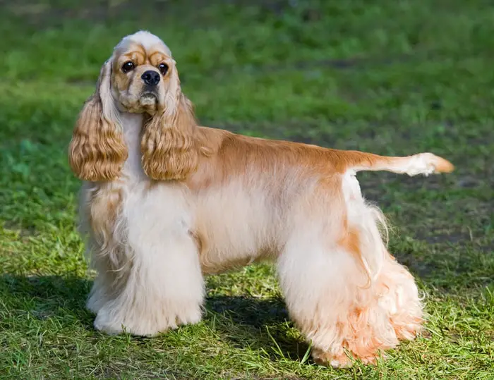 History of American Cocking Spaniel