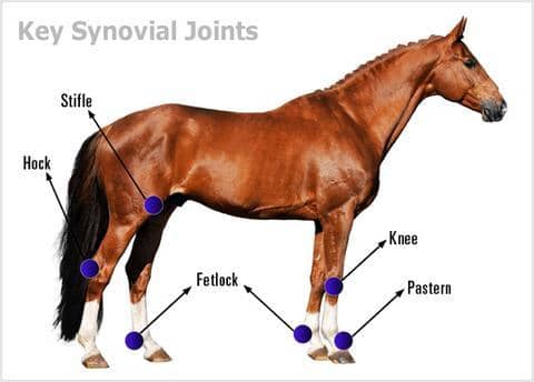 Horse Joints affected by Arthritis