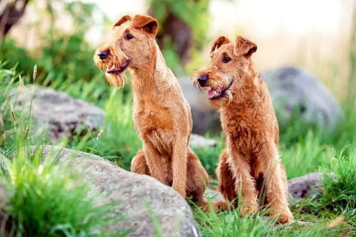 Irish Terrier Dog