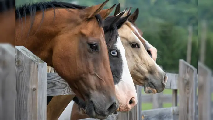 Nervous Stage of Equine Trypanosoma