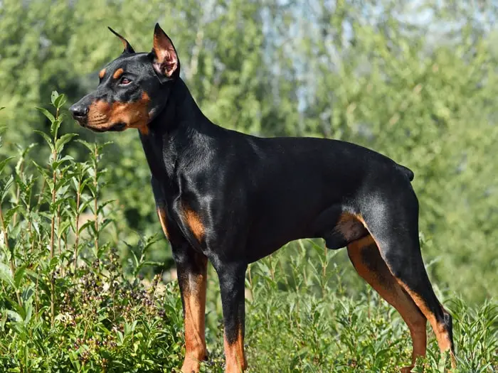 Origin of German Pinscher Dog