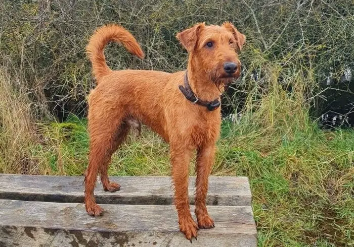 Origin of Irish Terrier