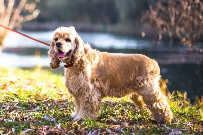 Physical Features of American Spaniel