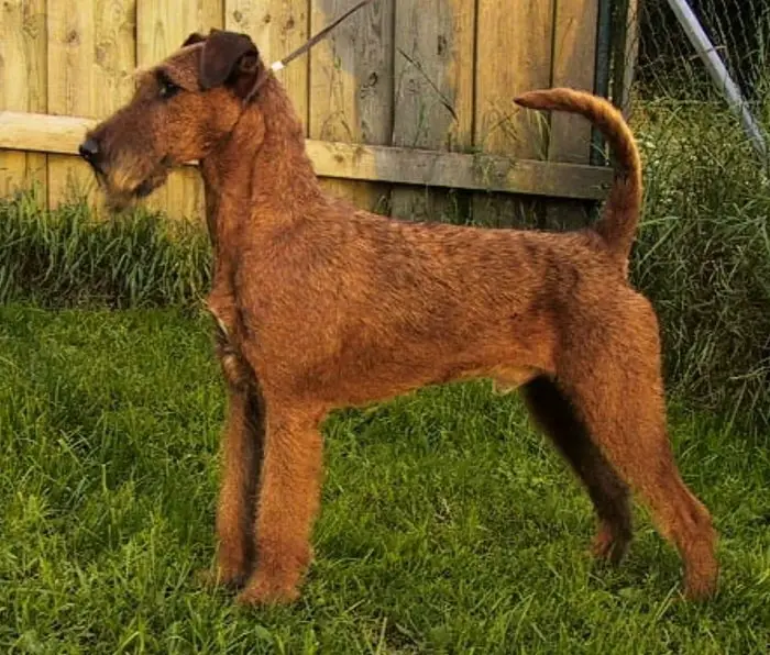 Physical Features of Irish Terrier