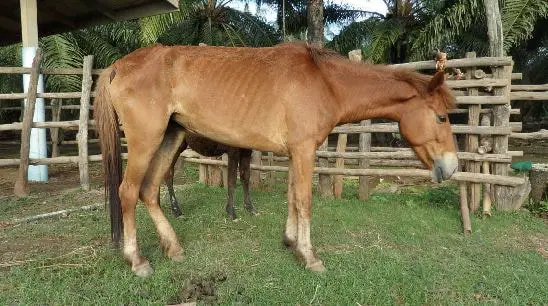 Signs of Trypanosomiasis in Horses