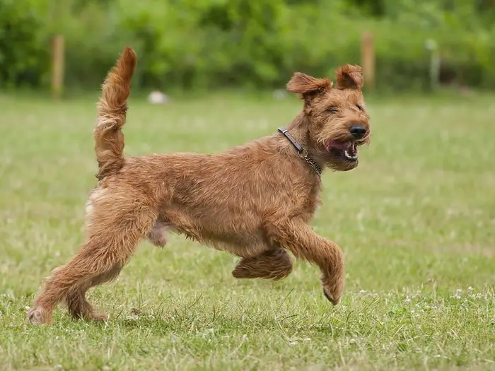 Temperament of Ireland Terrier