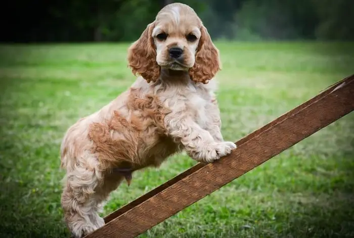 Temperament of Spaniel Dog