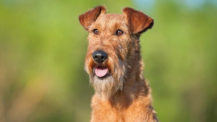 Terrier Dog of Ireland