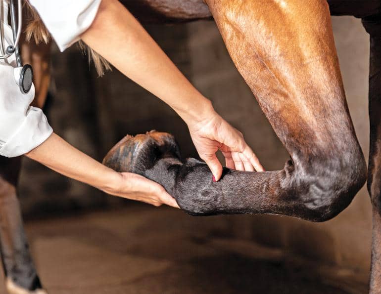 Treatment of Equine Arthritis