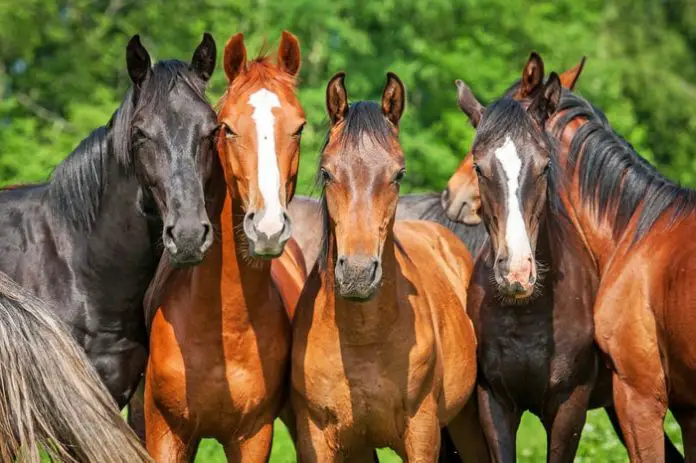 Trypanosomiasis in Horses
