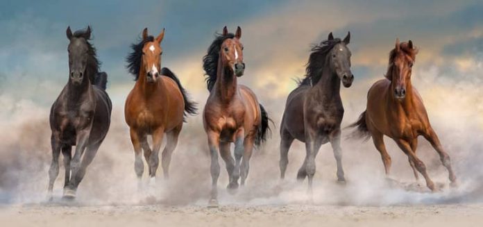 Types of Arthritis in Horses