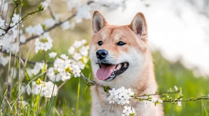 Ainu Dog Breed