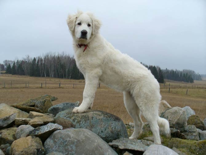 Akbash Dog