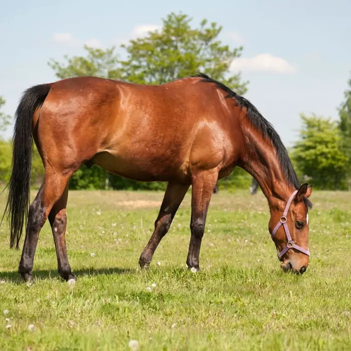 Appetite of Horse