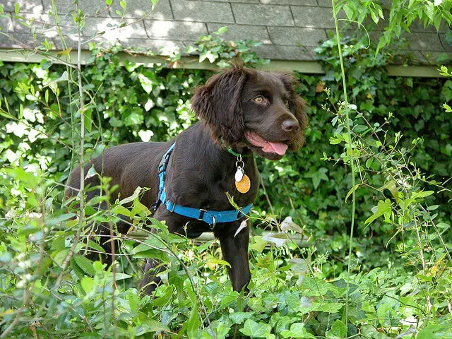 Beautiful Boykin Dog