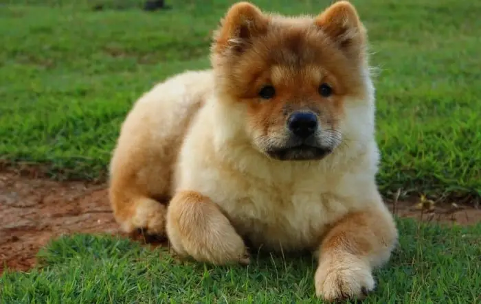 Beautiful Chow Chow Dog