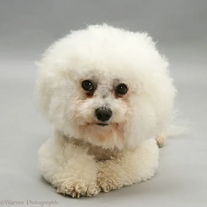 Beautiful Dog Bichon Frise