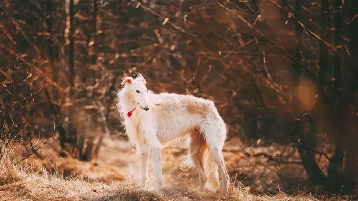 Beautiful Dog Borzoi