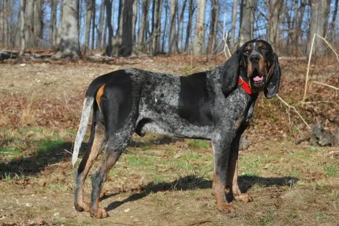 Bluetick Coonhound Dog