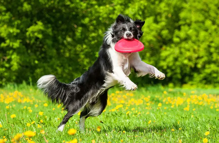 Border Collie Dog