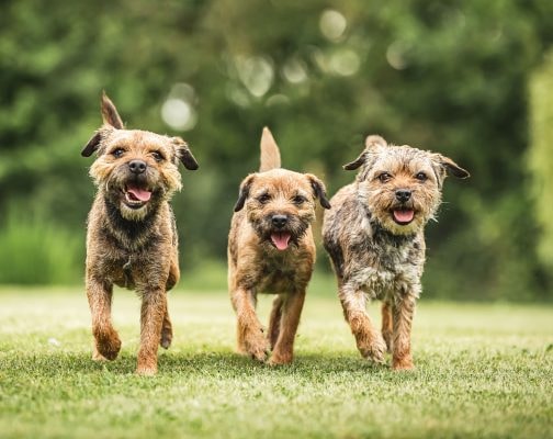 Border Terrier Dog