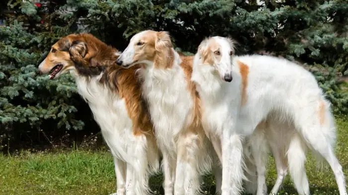 Borzoi Dog Breed